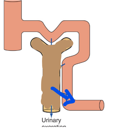 <p>Reabsorption is occuring</p>