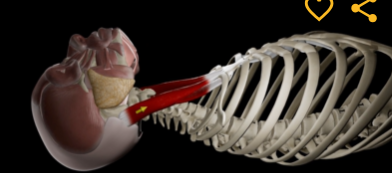 <p>Function: flexion of neck</p><p>Origin: manubrium of sternum &amp; clavicle</p><p>Insertion: Mastoid process of temporal bone</p>