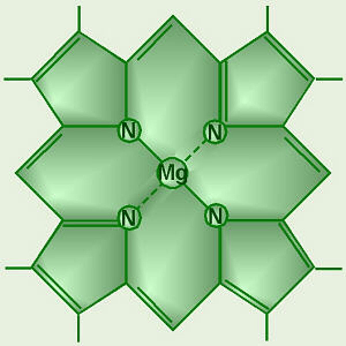 <p>A green pigment found in the chloroplast that absorbs light energy used to carry out photosynthesis</p>