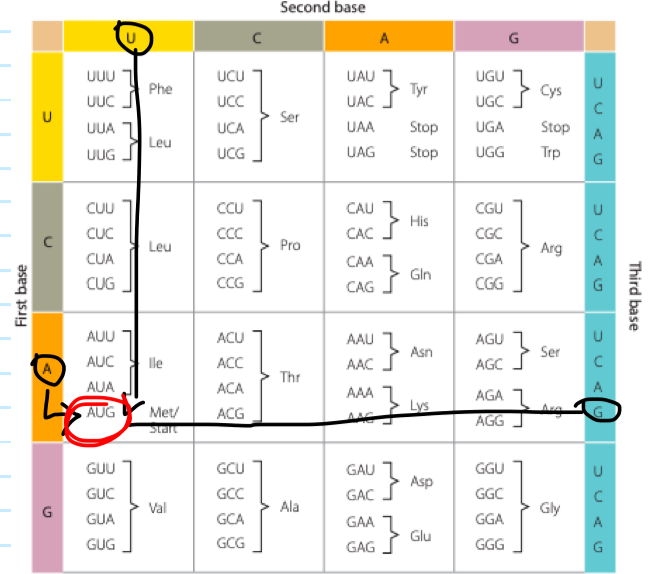 <p><span>&nbsp;</span>AUG marks the beginning of a protein</p><p>UAA, UAG and UGA signal the end of protein synthesis.</p>