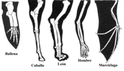 <p>El mismo órgano en diferentes organismos, bajo todas las variedades de forma y función.</p><p>Se caracteriza por:</p><ul><li><p>Poseer tener la misma estructura fundamental</p></li></ul><ul><li><p>Tiene que tener la misma posición relativa respecto a otros órganos</p></li></ul><ul><li><p>Presentan el mismo origen embrionario</p></li></ul><p></p>