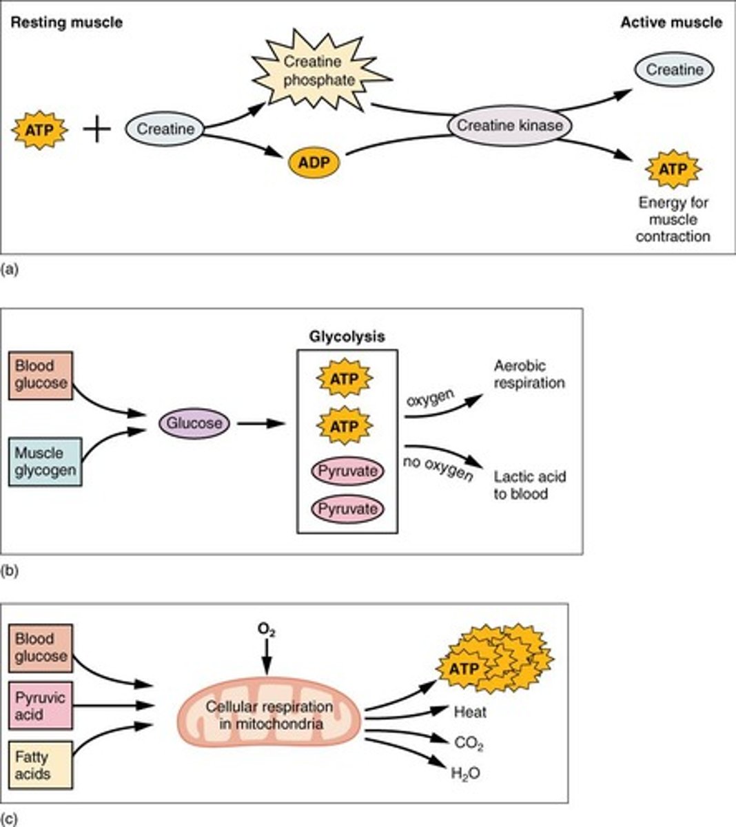 <p>In a resting muscle, ATP is converted to ADP and creatine phosphate; when energy is needed, it quickly transfers its phosphate to ADP creating ATP.</p>