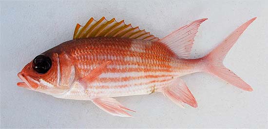 <p>reddish-pink bodies</p><p>large eyes</p><p>rough scales</p><p>can have white or yellow markings/stripes</p><p></p>