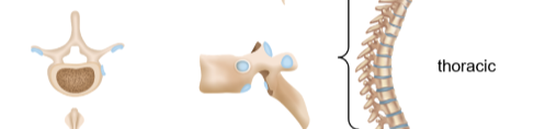 <p>Thoracic vertebrae</p>
