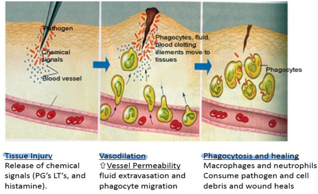 <p>changes in blood flow, an increase in permeability of blood vessels, and the migration of fluid, proteins, and white blood cells from the circulation to the site of tissue damage.</p>