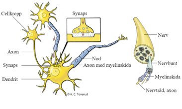 <p>Nervcellens uppbyggnad - Axon</p>