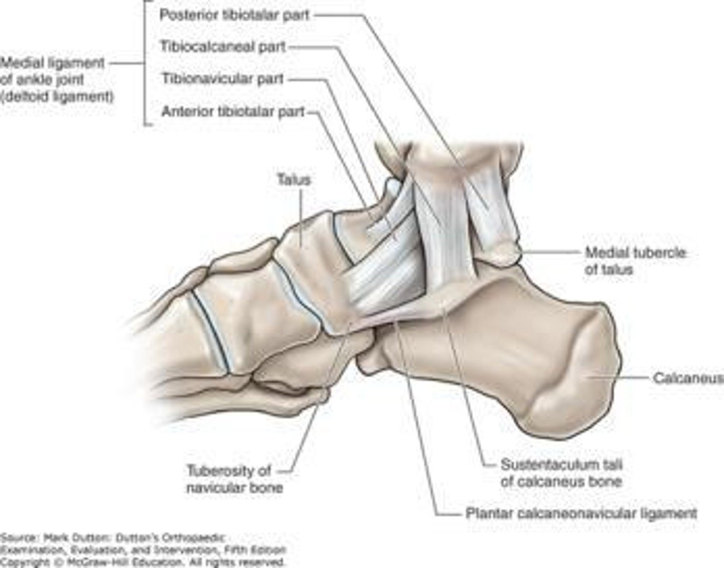 <p>It is much less common due to stronger ligamentous structures and differences in bony stability.</p>