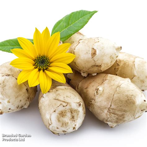 <p><strong>Jerusalem Artichoke 'Fuseau'</strong></p>