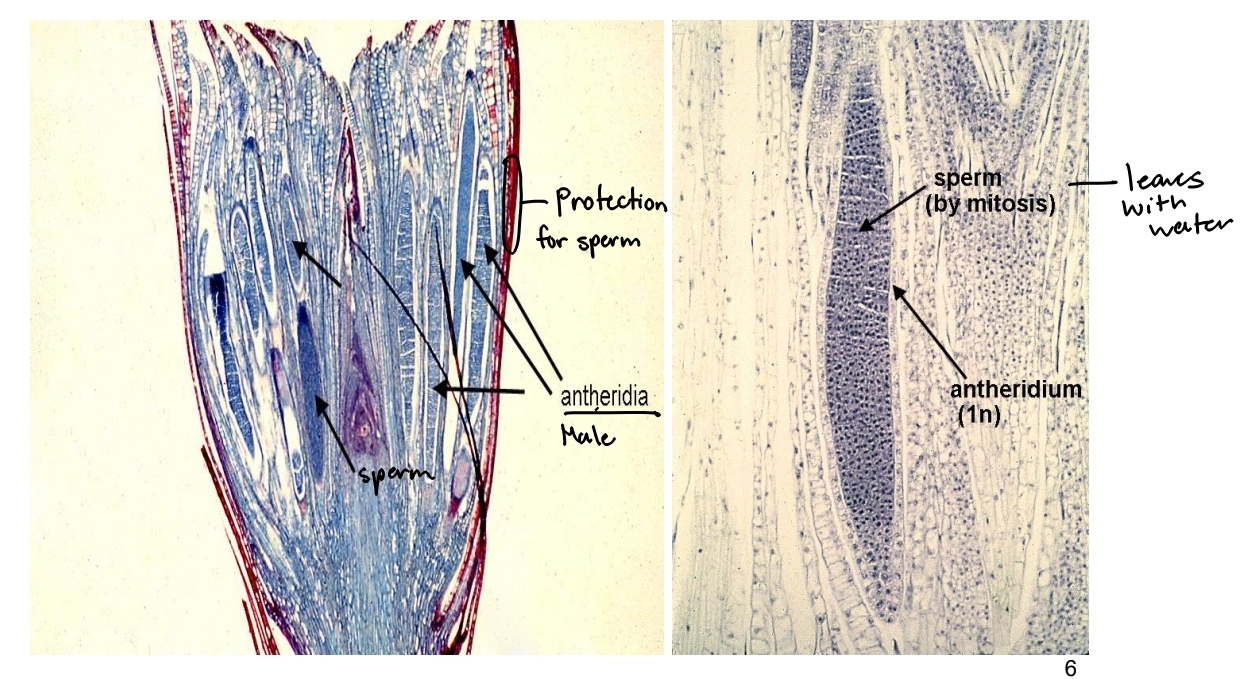 <p>Reproduction in Phylum Bryophyta - Male gametophyte</p>