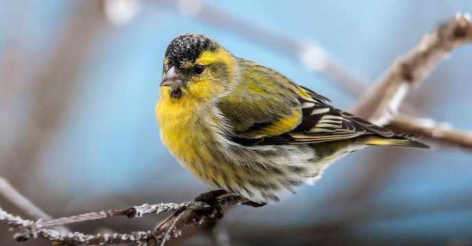 <p>zařaď živočicha do systému</p><p>Třída - řád - čeleď - druh čeština (latina)</p>