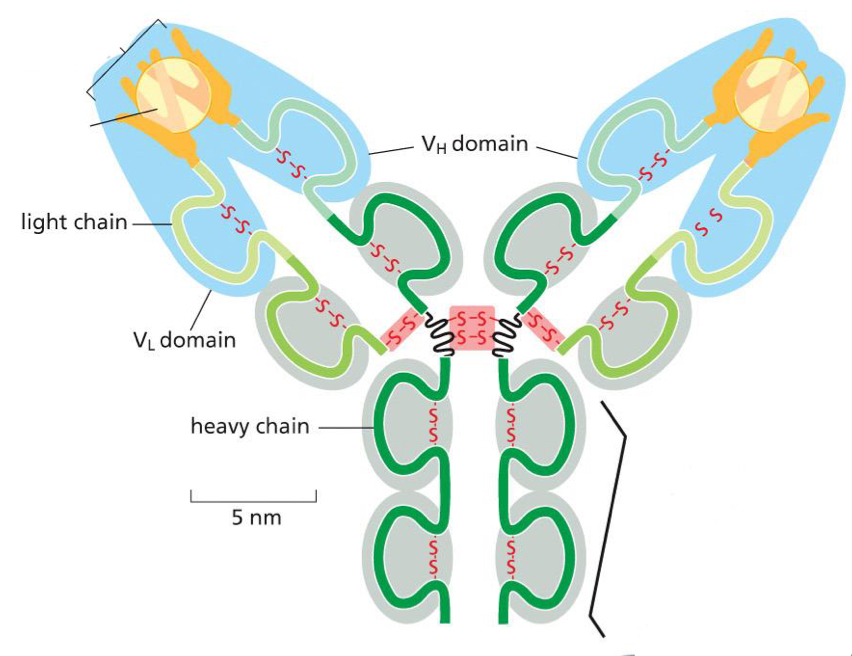<p>composed of 2 identical heavy chains and 2 identical light chains held together by S-S bonds, creating a Y shape; immunoglobulin proteins produced by the immune system in response to foreign molecules, especially those on the surface of an invading microorganism; binds to a target molecule very tightly, either inactivating the target directly or marking it for destruction</p>