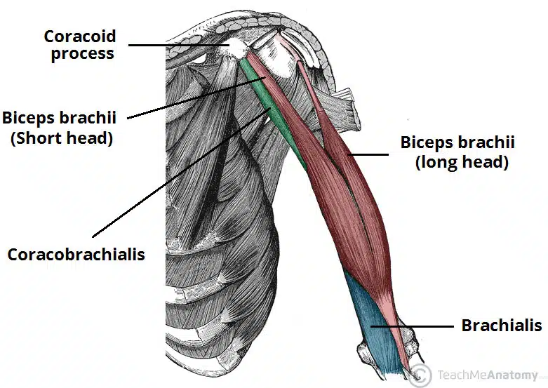 <ul><li><p>origin: supraglenoid tubercle of scapula (long head) and corcaroid process of scapula (short head)</p></li><li><p>insertion: both heads insert distally into radial tuberosity and fascia of forearm</p></li></ul>