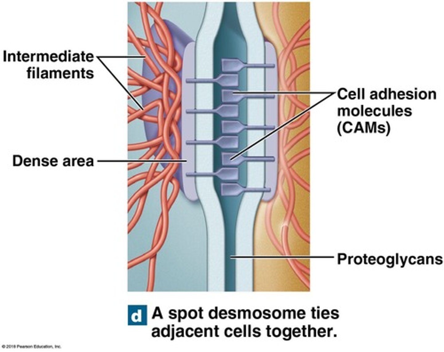<p>Cell junctions that tie cells together and allow bending and twisting.</p>