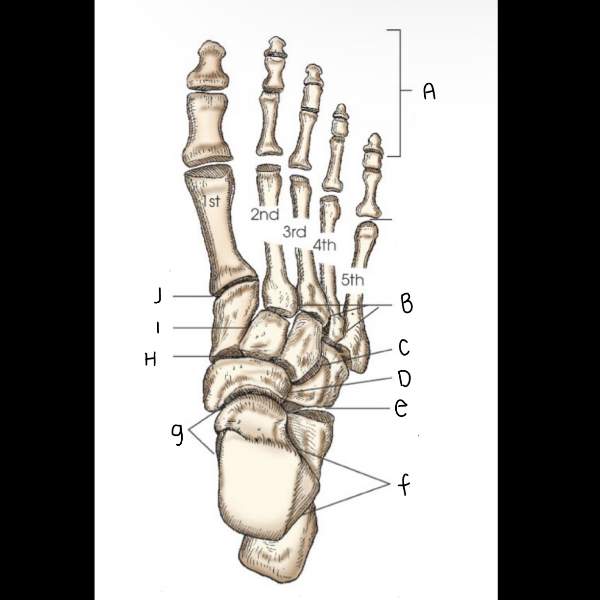 <p>What is letter A pointing to?</p>