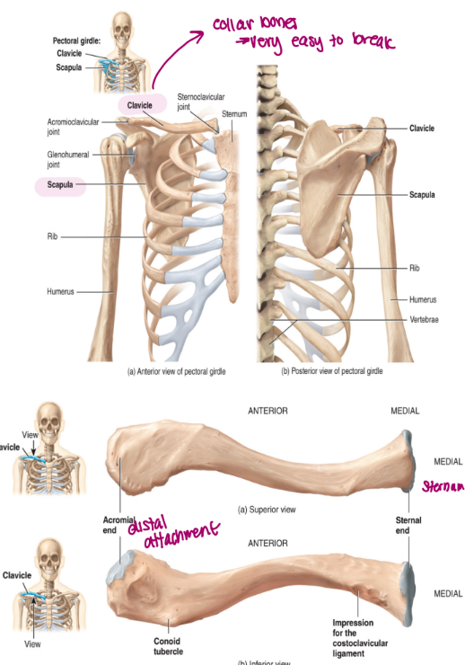 <ul><li><p>consists of the clavicle and the scapula</p><ul><li><p><strong>a. the clavicle</strong></p><ul><li><p>this is the collarbone</p></li><li><p><mark data-color="blue" style="background-color: blue; color: inherit">articulates with the manubrium of the sternum and the acromion process of the scapula</mark></p></li><li><p>forms the connection between the axial and the appendicular skeleton</p></li></ul></li><li><p><strong>b. the scapula (long and thin)</strong></p><ul><li><p>acromion process articulates with the clavicle</p></li><li><p>the cavity referred to as the<strong> glenoid fossa or the glenoid cavity</strong> <mark data-color="blue" style="background-color: blue; color: inherit">articulates with the head of the humerus → upper limb bone</mark></p></li><li><p>together the glenoid fossa and the humerus from the shoulder</p></li><li><p>the muscles of the arm and the chest are attached by the coracoid process</p></li></ul></li></ul></li></ul><p></p>