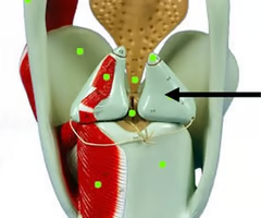 <p>What is this structure?</p><ul><li><p>most important of the paired cartilages</p></li><li><p>small, pyramidal, rest on the superior-posterior border of the cricoid cartilage</p></li><li><p>movement of these → varying tension on the cord</p></li></ul><p></p>
