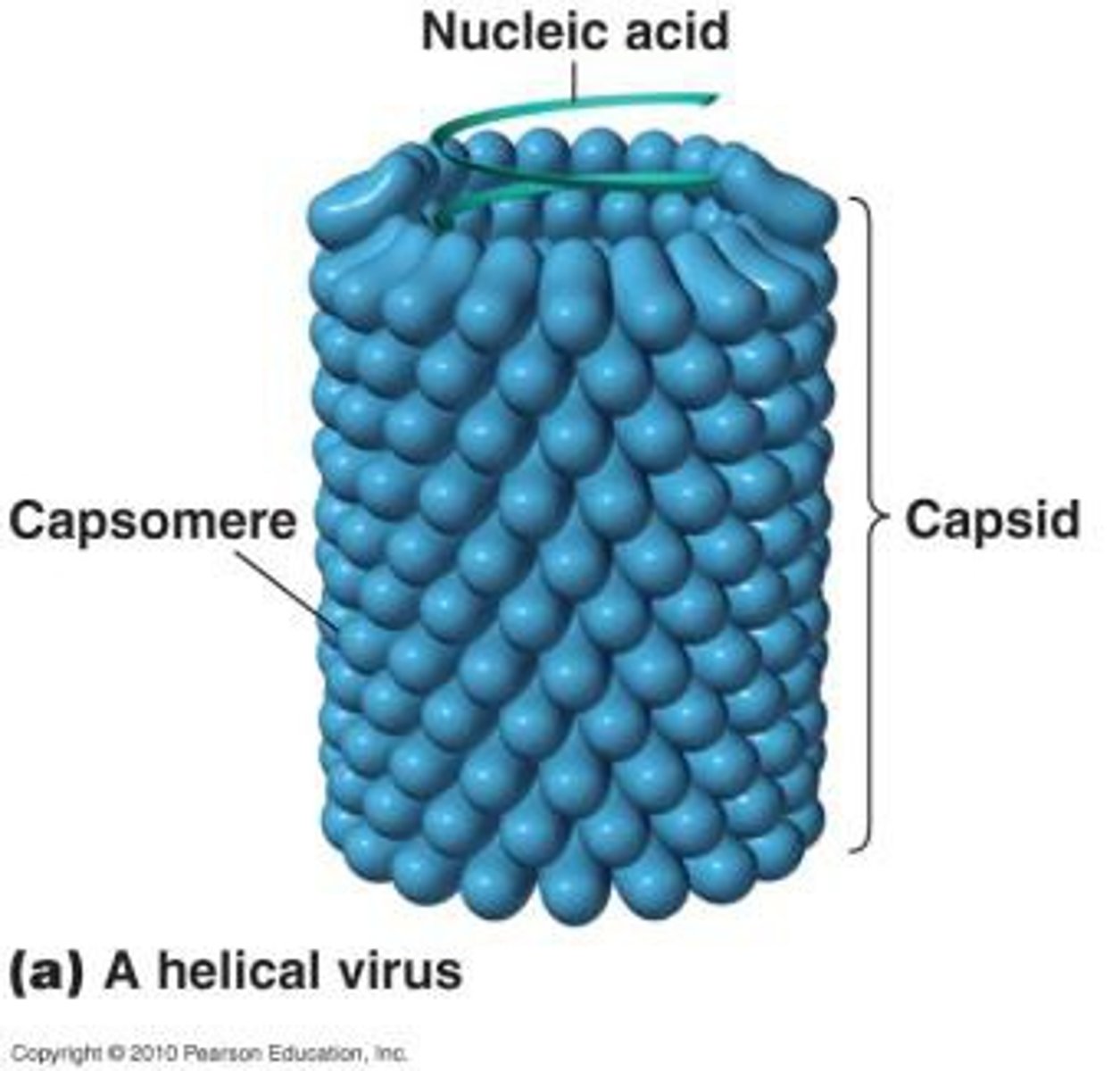 <p>A virus that looks like a coiled spring</p><p>Examples: rabies, measles, tobacco mosaic</p>