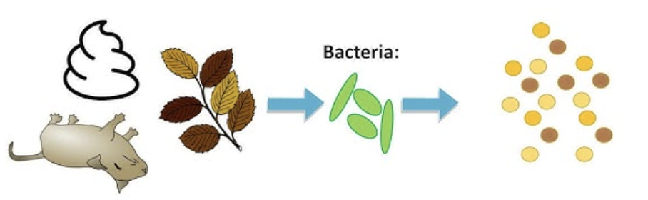 <p>The process by which organic nitrogen is converted into ammonia by decomposer organisms, making it available for uptake by plants. </p>