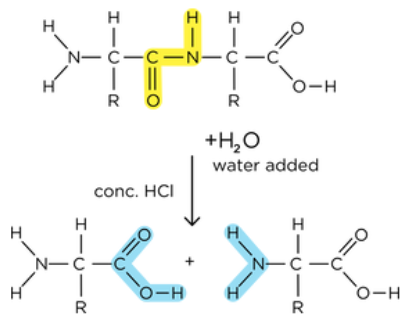 <p>hydrolysis reaction</p><p>catalysed by protease</p>