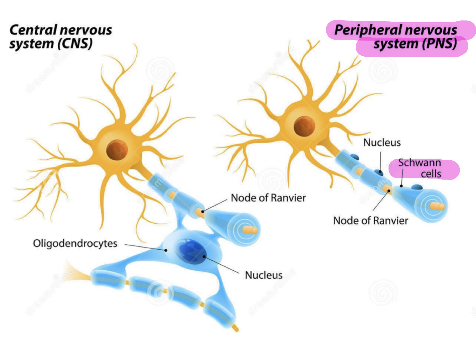 <p>les cellules de shwann</p><ul><li><p>les axones de faible calibre ne sont pas myélinisés (amiélinique)</p></li><li><p>les petites fibres de la douleur</p></li><li><p>SNA</p></li></ul><p></p>