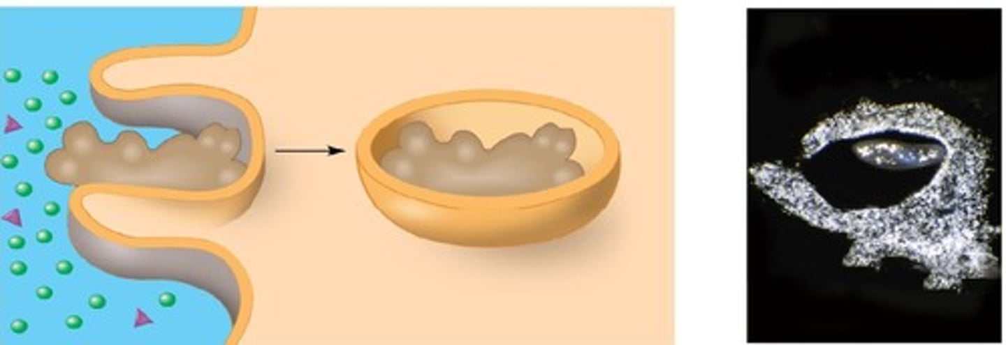 <p>when extensions of cytoplasm surround and engulf LARGE food particles</p>