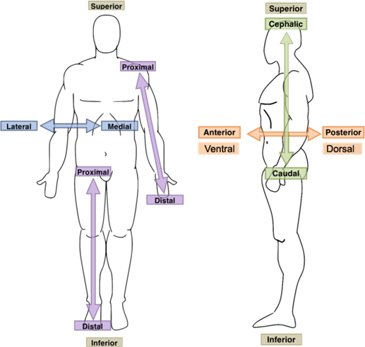 <p>Anterior/Posterior </p><p>Superior/Inferior </p><p>Deep/Superficial </p><p>Proximal/Distal </p><p>Lateral/Medial </p><p>Dorsal/Ventral </p><p>Plantar/Palmar </p><p>Bilateral</p><p>Contralateral - same side of the body </p><p>Ipsilateral - opposite side of body </p>