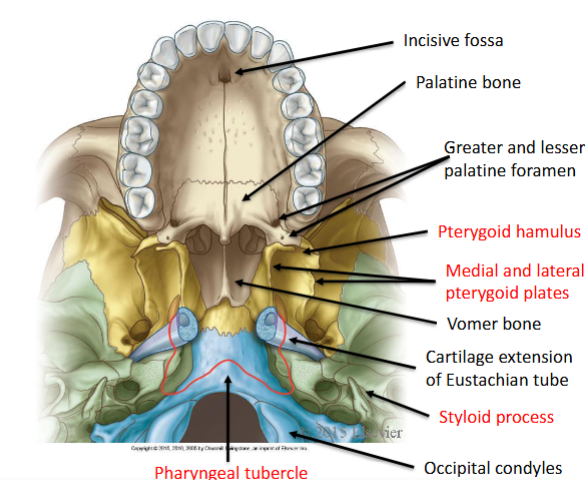 knowt flashcard image