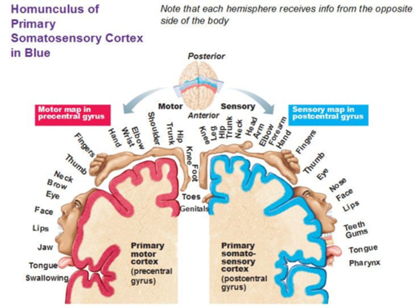 <p>a high density of sensory receptors</p>