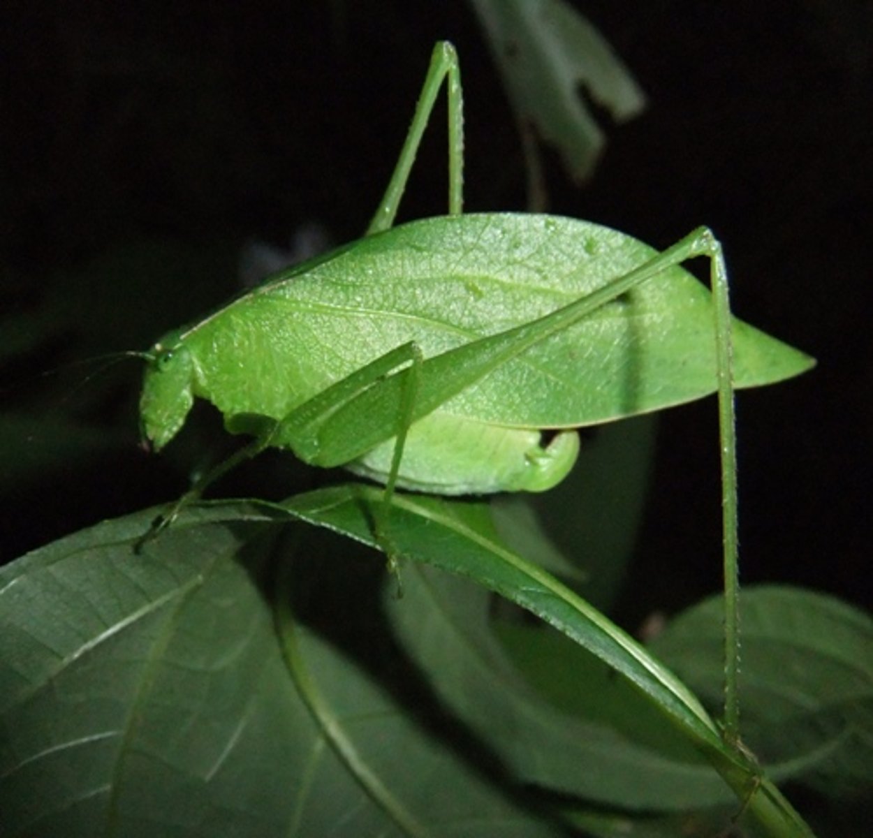 <p>wings held vertically over body, resembling roof of a house<br>antennae very long, often extending well beyond tip of abdomen<br>tarsi 4-4-4 (vs 3-3-3 in crickets)<br>tympana (hearing organs) on front tibiae<br>ovipositor typically flattened and sword-like</p>