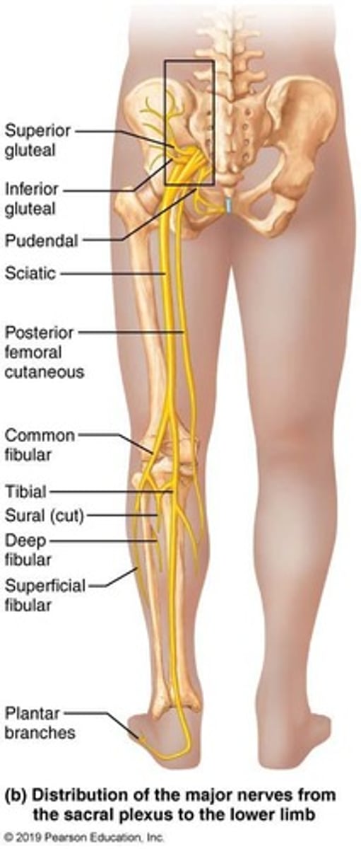 <p>Supplies the skin and muscles of the anterior leg.</p>
