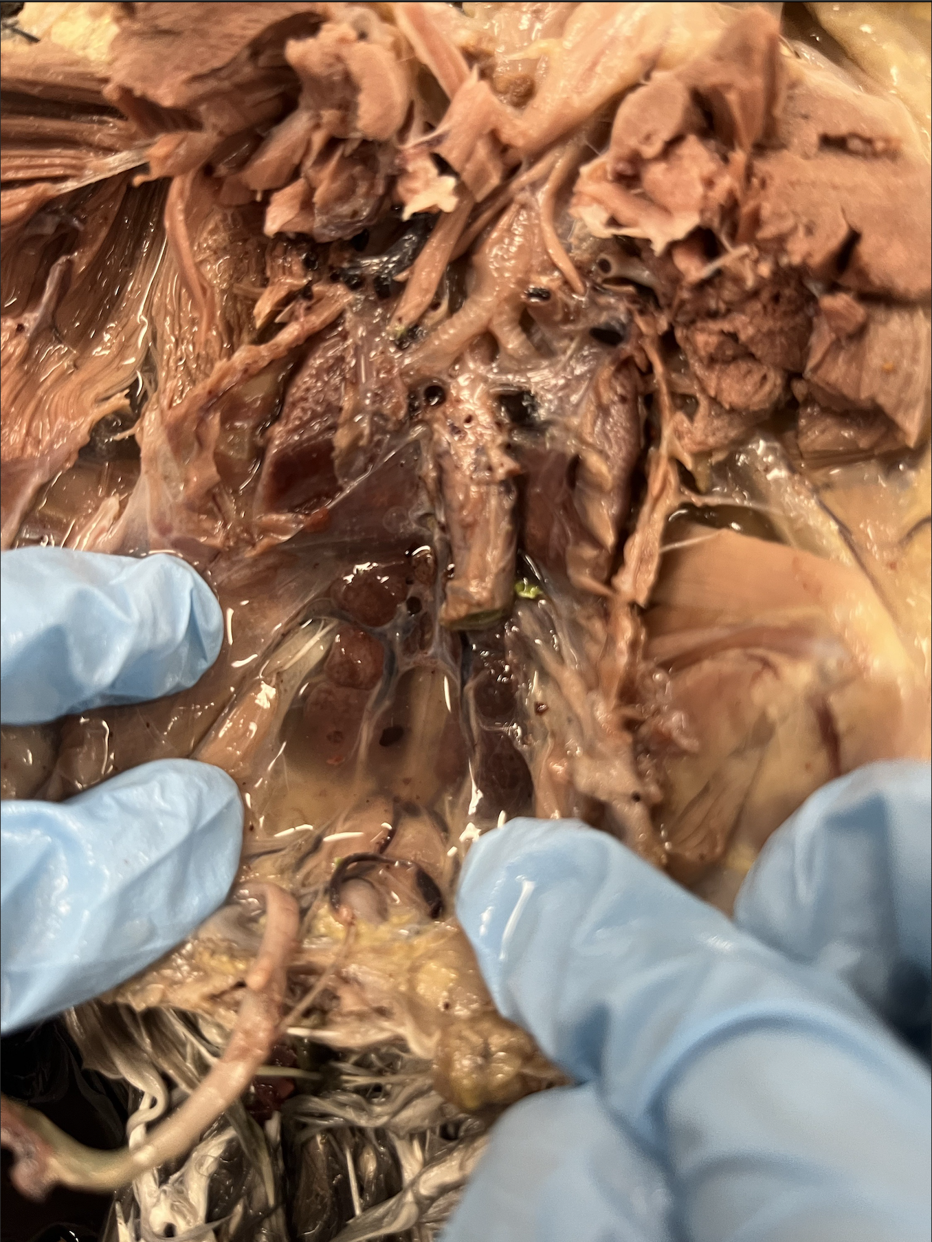 <p>what specimen is this?</p><p>identify the lungs and kidneys</p>
