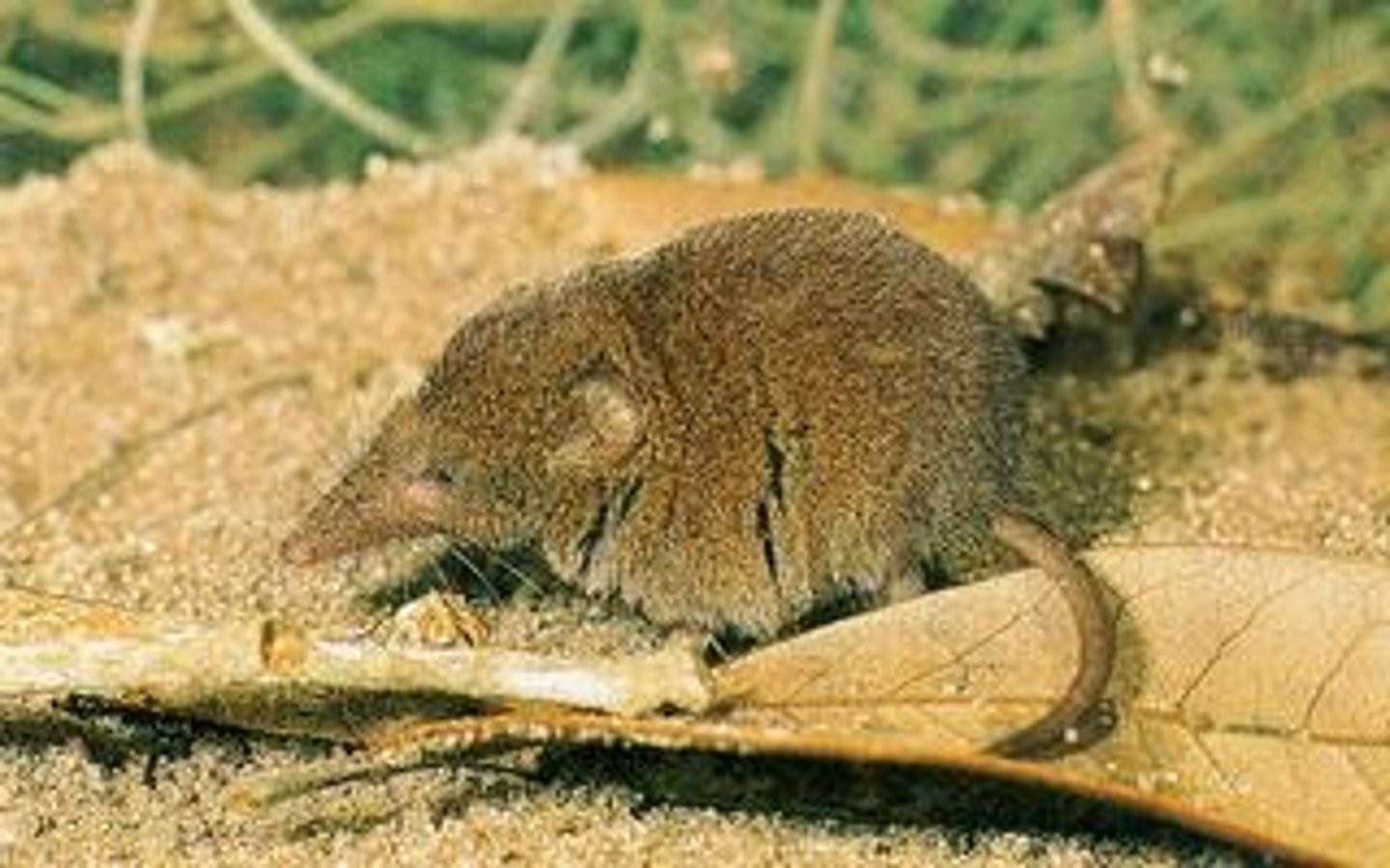 <p>Southeastern Shrew</p>