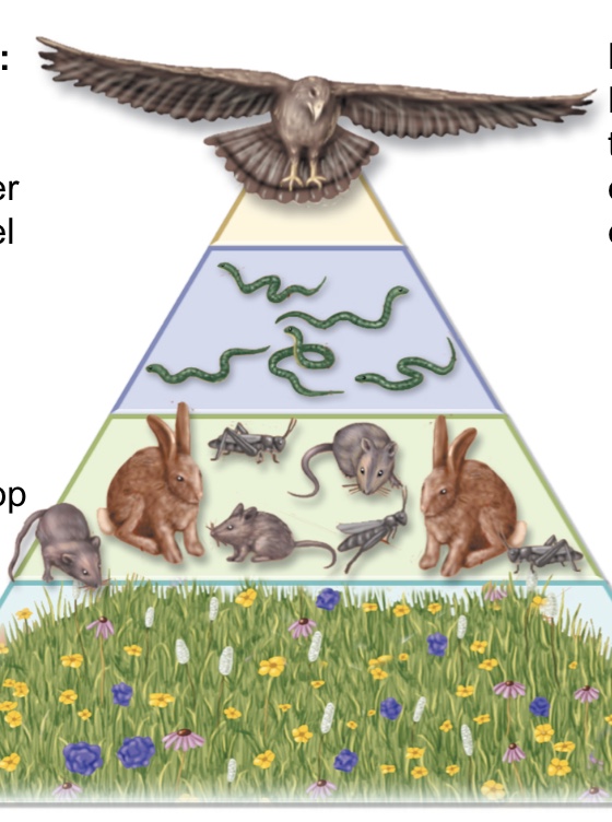 <p><span>illustrates the relative amount of living organic matter in each trophic level</span></p>