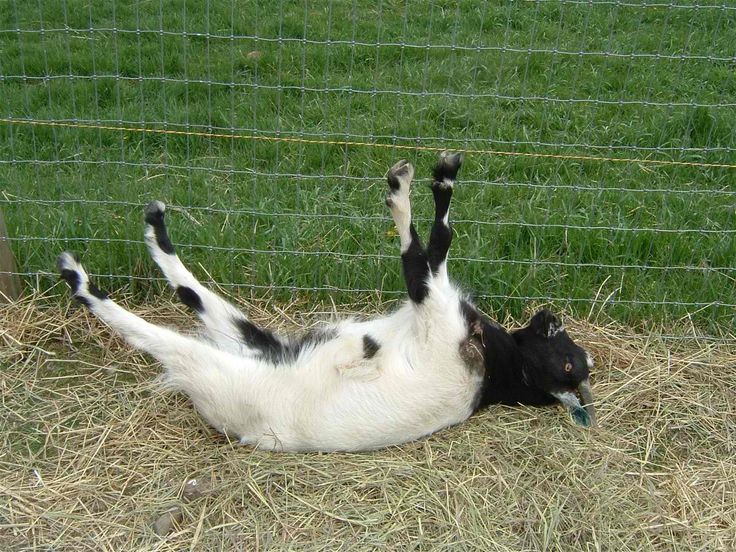 <p>Neuromuscular condition in which the relaxation of a muscle is impaired</p><ul><li><p>Ex.) Myotonic “fainting” goats</p></li></ul><p></p>