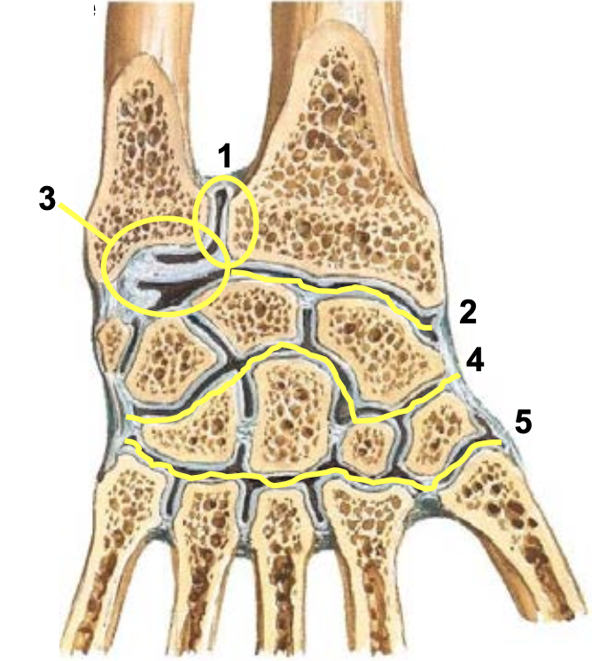 <p>What is joint #1 in the image? (carpal joints)</p>