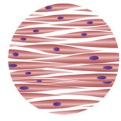 <ul><li><p>involuntary control → move substances</p></li><li><p>in the walls of blood vessels</p></li></ul>