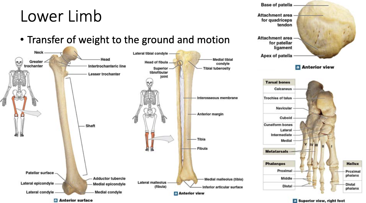 <p>lower limb transfer</p>