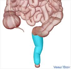 <p>rectum</p>