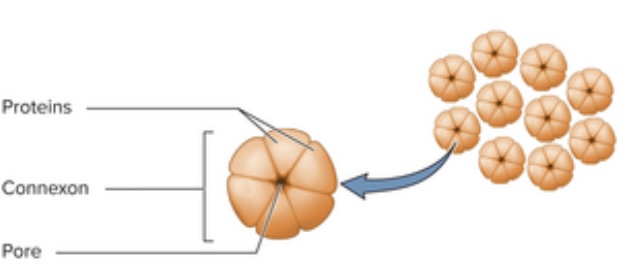 knowt flashcard image