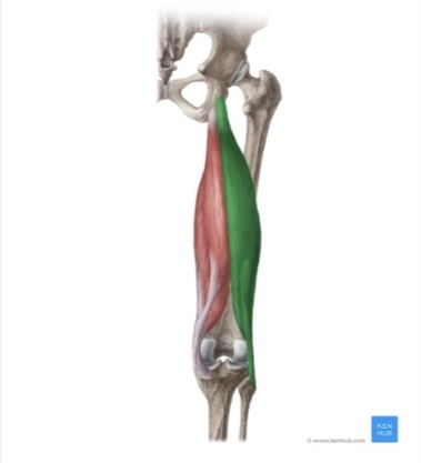 <p>biceps femoris</p>