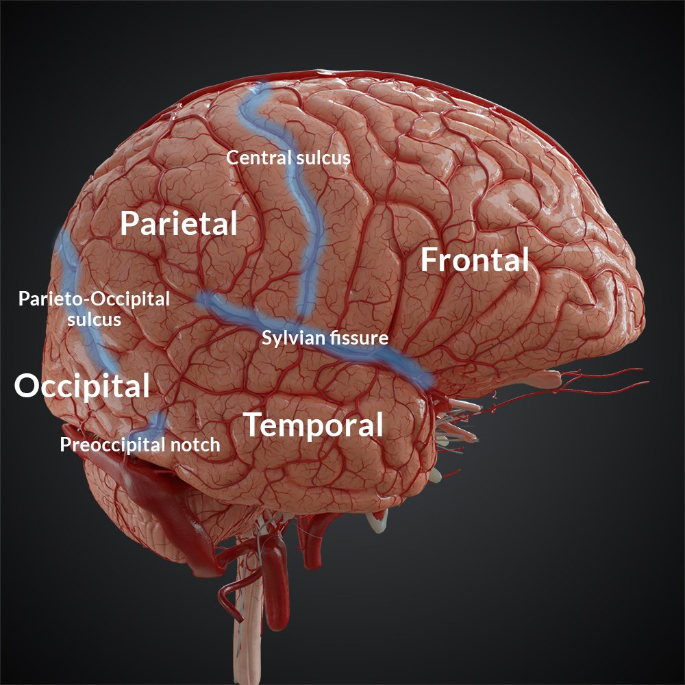 <p>Fissures of the Brain (Sylvian fissure = Lateral Fissure/Sulcus)</p>