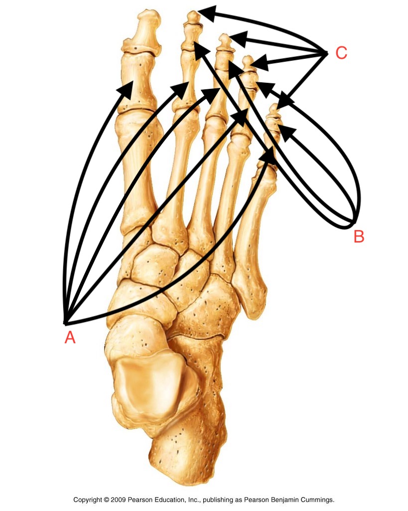 <p>What is the name of this bone group?</p>