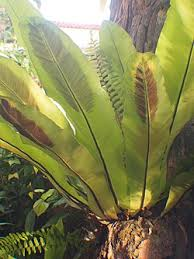 <p>Bird’s Nest Fern</p>