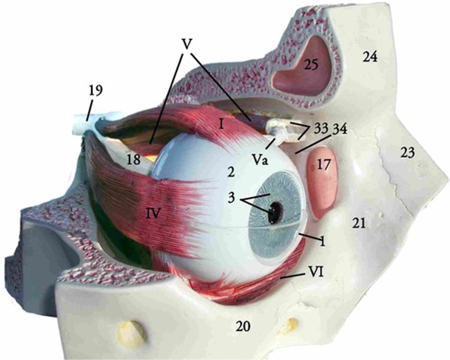 <p>Name 20</p>