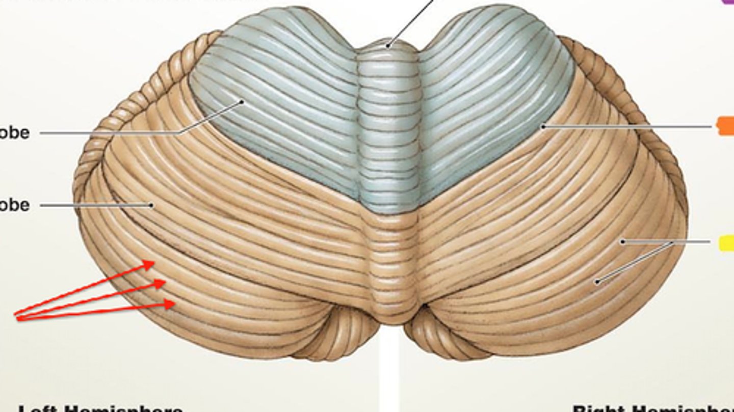 <p>folds of the cerebellum</p><p>gray matter contained here</p><p>four deep nuclei in each hemisphere</p>