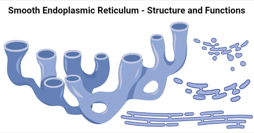 <p></p><ul><li><p><span>Lacks ribosomes.</span></p></li><li><p><span>Functions:<br></span></p><ul><li><p><span>Lipid and steroid synthesis</span></p></li><li><p><span>Phospholipid production</span></p></li><li><p><span>Detoxification of drugs and poisons</span></p></li><li><p><span>Calcium ion storage (important in muscle cells)</span></p></li></ul></li></ul><p></p><p></p>