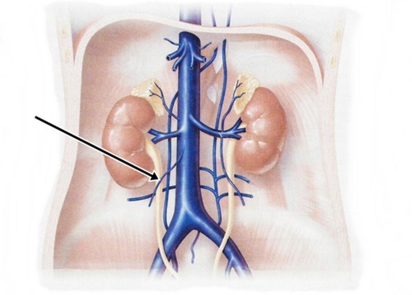 <p>dumps directly into inferior vena cava</p>