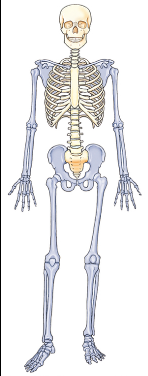 <p>Which part of the skeleton is in blue?</p>