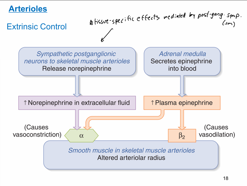 <p>vasoconstriction and vasodilation </p>