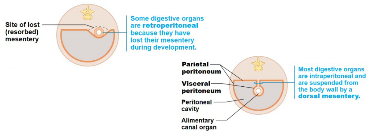 <p><span><span>abdominal organs located behind the parietal peritoneum and outside the peritoneal cavity, positioned against the posterior abdominal wall</span></span></p>
